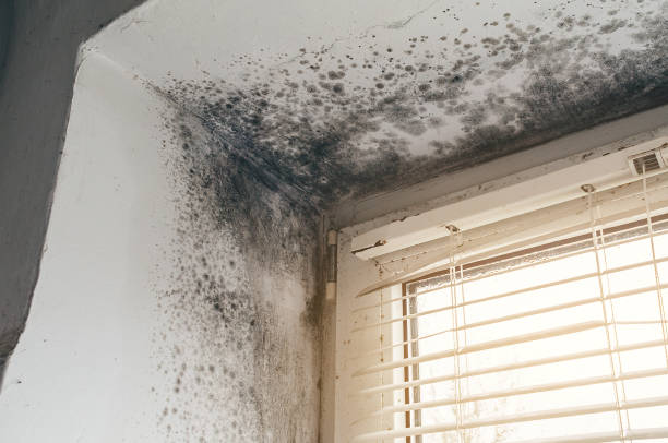 Affordable Mold Inspection And Testing solutions in Riverside, NJ